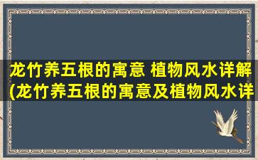 龙竹养五根的寓意 植物风水详解(龙竹养五根的寓意及植物风水详解)